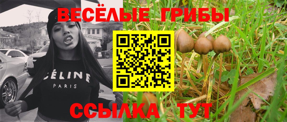 Галлюциногенные грибы Psilocybe Великие Луки